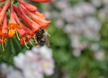 Close-up of bee on flower