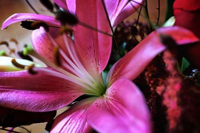 Close-up of pink flower