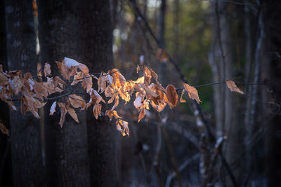 Close-up of tree in forest