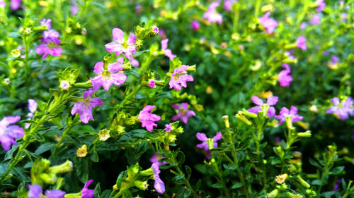 Close-up of pink flowering plants