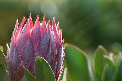 Close-up of pink flowering plant