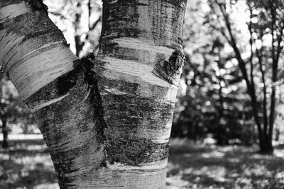 Close-up of tree trunk in forest