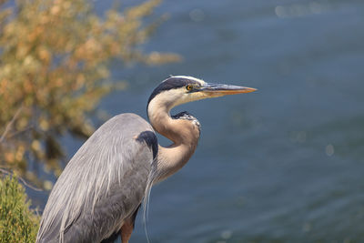 Close-up of pelican