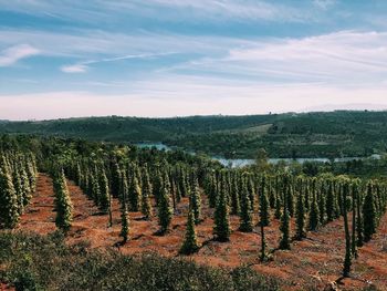 Scenic view of vineyard against sky