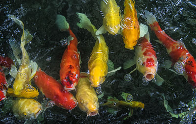 High angle view of koi carps swimming in pond