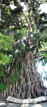 Plants growing on tree trunk