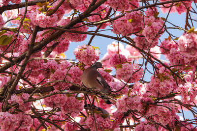 Low angle view of pink flowers on tree