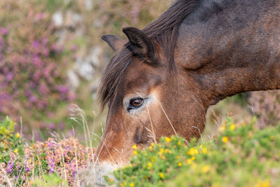 Head shot of an exmoor pony grazing at the top of countisbury hill in exmoor national park