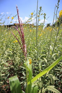 Close-up of flowering plants on field against sky