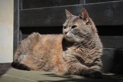 Italian cat sunbathing in front of the door,and look forward. european kitten,cat loves,italy.