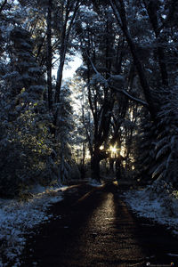 Trees in forest during winter