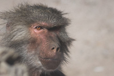 Close-up portrait of a monkey