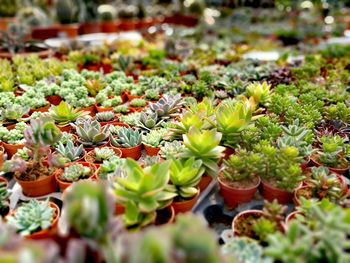 Succulent plants at nursery