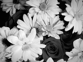 High angle view of white flowering plants