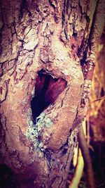 Close-up of tree trunk