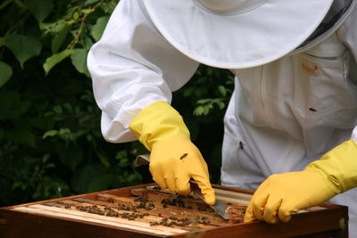 Beekeeper in protective suit examining bees on honeycomb
