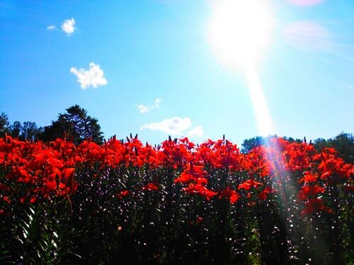 beauty in nature, flower, growth, sky, sun, nature, sunlight, red, sunbeam, freshness, tranquil scene, tranquility, scenics, field, cloud - sky, tree, plant, fragility, lens flare, landscape