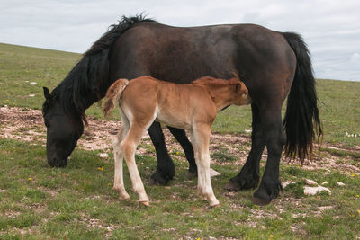 Horse grazing in a field