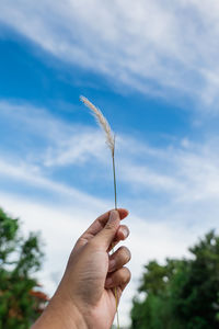 Hand holding plant against sky