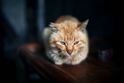 Close-up portrait of cat