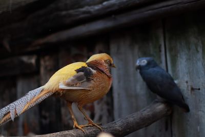 Close-up of birds perching on wood