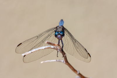 Close-up of dragonfly on twig