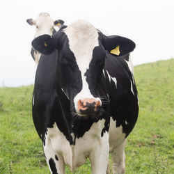 Portrait of cow on field