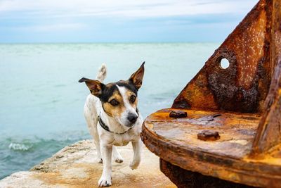 Dog standing by sea