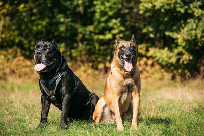 Dogs on grassy field