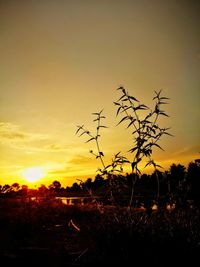 Silhouette plants on field against sky during sunset