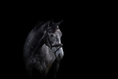 Close-up of horse against black background