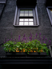 Low angle view of flowering plants on window sill