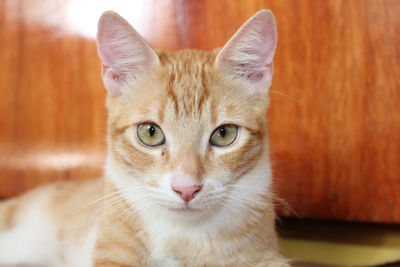 Close-up portrait of ginger cat