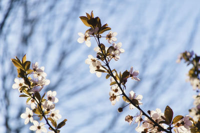 Low angle view of cherry blossom