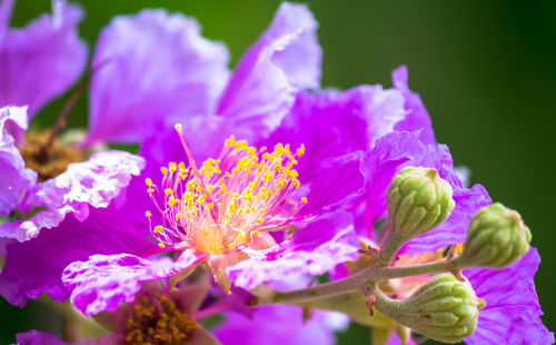 Close-up of pink flowering plant