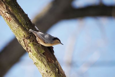 Low angle view of bird perching on tree