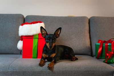 Portrait of dog sitting on sofa at home