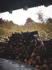 Stack of logs in forest