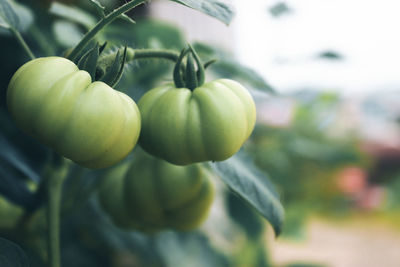 Close-up of fruit growing on plant