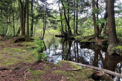 Scenic view of river amidst trees in forest