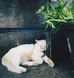 Cat sleeping by plants