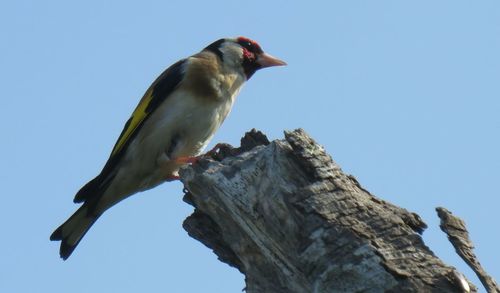 Low angle view of bird perching on rock