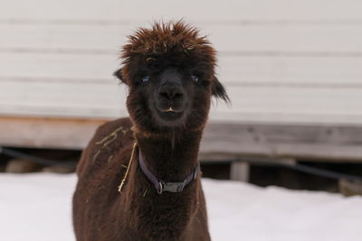 Medium portrait of cute brown alpaca staring with curious expression