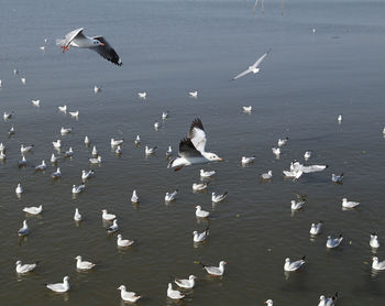 Flock of birds flying over sea