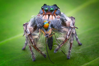 Close-up of spider