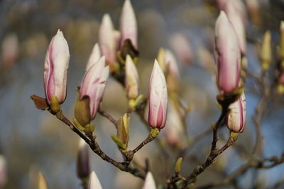 Close-up of pink flower buds