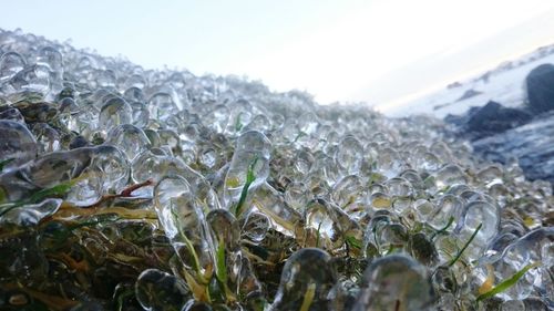 Close up of white flowers