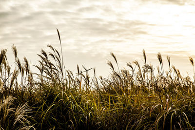 Field against cloudy sky