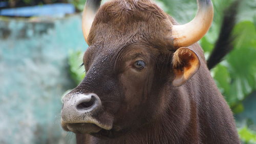 Close-up of a horse