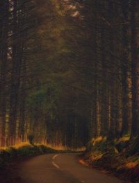 Road amidst trees in forest